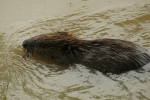 Vorschaubild Castoridae, Castor fiber, Biber bei Thur-Hochwasser_2020_08_04--11-28-58.jpg 