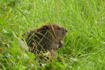 Vorschaubild Castoridae, Castor fiber, Biber bei Thur-Hochwasser_2020_08_04--11-30-12.jpg 