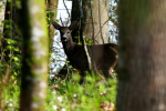 Vorschaubild Cervidae, Capreolus capreolus, Rehbock_2020_04_08--10-32-27.jpg 