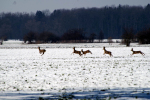 Vorschaubild Cervidae, Capreolus capreolus, Rehe bei Gaissau_2013_02_18--14-41-30.jpg 