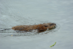 Vorschaubild Cricetidae, Ondatra zibethicus, Bisamratte im Bodensee_2013_04_27--10-12-12.jpg 