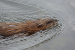 Vorschaubild Cricetidae, Ondatra zibethicus, Bisamratte im Bodensee_2013_04_27--10-12-58.jpg 