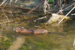 Vorschaubild Cricetidae, Ondatra zibethicus, Bisamratte_2020_04_10--09-01-41.jpg 