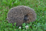 Vorschaubild Erinaceidae, Erinaceus europaeus, schlafender Igel_2020_07_06--21-18-18.jpg 