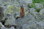 Vorschaubild Sciuridae, Marmota marmota, Murmeltier_2020_07_10--07-31-18.jpg 
