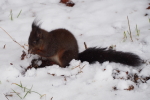 Vorschaubild Sciuridae, Sciurus vulgaris, Eichhoernchen graebt im Schnee_2021_01_06--13-08-48.jpg 