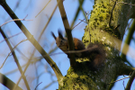 Vorschaubild Sciuridae, Sciurus vulgaris, Eichhoernchen_2008_02_17--12-00-37.jpg 