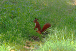 Vorschaubild Sciuridae, Sciurus vulgaris, Eichhoernchen_2019_10_01--10-40-44.jpg 