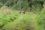 Vorschaubild Suidae, Sus scrofa, Wildschweine_2018_08_25--08-16-45.jpg 