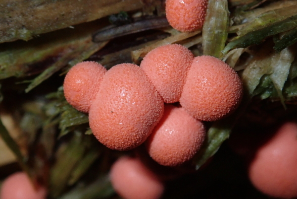 Skaliertes Bild Lycogala epidendrum, Schleimpilz_2019_10_10--11-07-59.jpg 