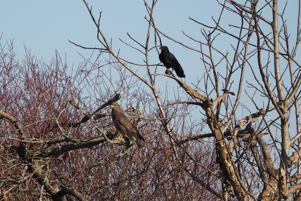 Skaliertes Bild Accipitridae, Buteo buteo, Maeusebusshard wird von Kraehe gestoert_2019_02_18--16-25-18.jpg 