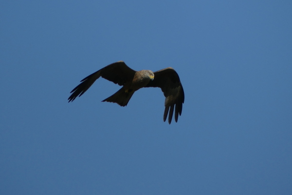 Skaliertes Bild Accipitridae, Milvus migrans, Schwarzmilan im Flug_2020_08_08--09-49-03.jpg 