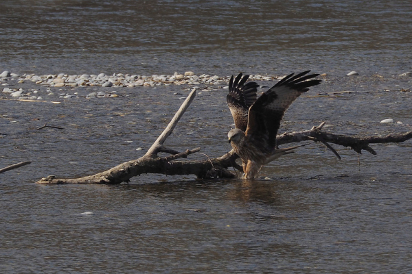Skaliertes Bild Accipitridae, Milvus milvus, Rotmilan an der Thur_2019_04_01--11-41-07.jpg 