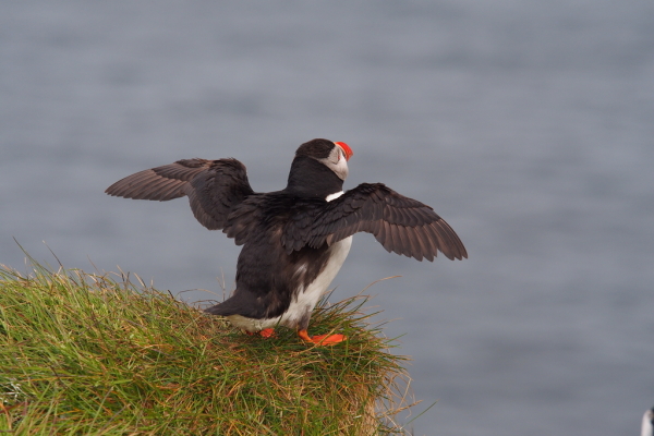 Skaliertes Bild Alcidae, Fratercula arctica, Papageitaucher startet_2019_06_13--13-18-51.jpg 