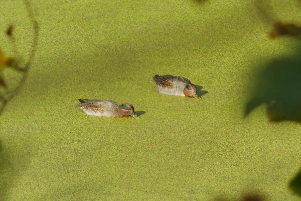 Skaliertes Bild Anatidae, Anas crecca, Krickenten in einem Waldweiher_2023_10_28--10-48-15.jpg 