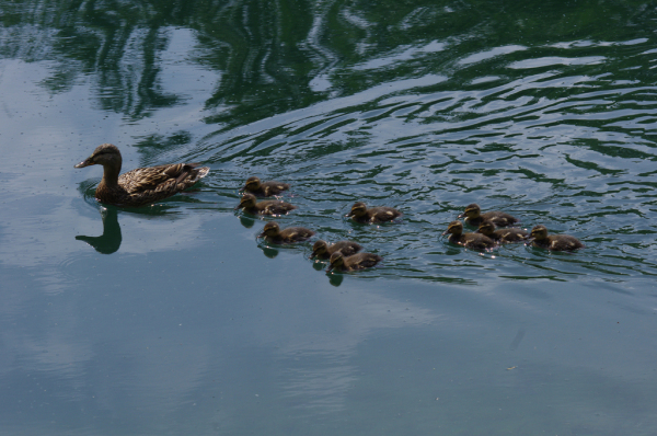 Skaliertes Bild Anatidae, Anas platyrhynchos, Stockente,_2011_06_10--11-19-22.jpg 