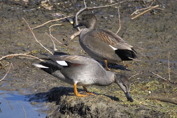Skaliertes Bild Anatidae, Anas strepera, Schnatterenten_2015_03_06--12-53-00.jpg 