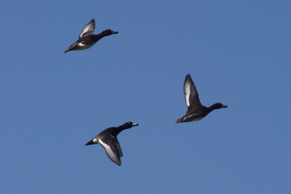 Skaliertes Bild Anatidae, Aythya fuligula, Reiherenten im Flug_2014_03_07--10-14-46.jpg 