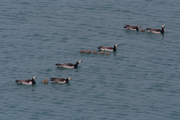Skaliertes Bild Anatidae, Branta leucopsis, Weisswangengaense mit Kueken_2019_06_11--16-10-37.jpg 