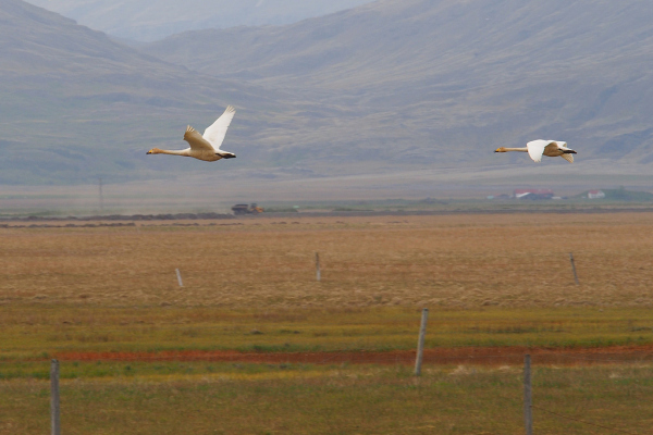 Skaliertes Bild Anatidae, Cygnus cygnus, Singschwaene im Flug_2019_06_11--19-26-07.jpg 