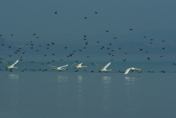 Skaliertes Bild Anatidae, Cygnus olor, Hoeckerschwaene im Flug_2012_03_18--11-00-03.jpg 