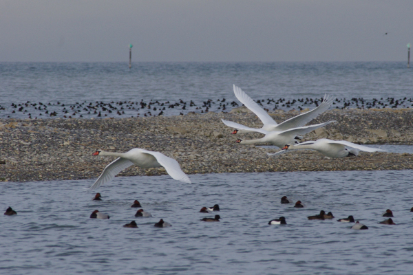 Skaliertes Bild Anatidae, Cygnus olor, Hoeckerschwaene im Flug_2014_01_09--10-27-41.jpg 