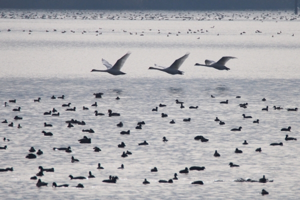 Skaliertes Bild Anatidae, Cygnus olor, Hoeckerschwan im Flug_2015_11_06--11-01-35.jpg 
