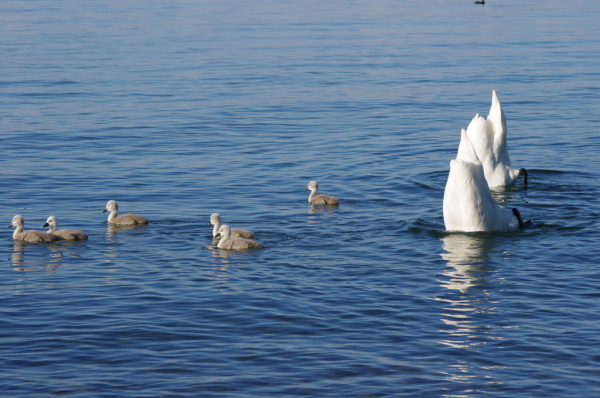 Skaliertes Bild Anatidae, Cygnus olor, Hoeckerschwan_2014_05_24--19-11-58.jpg 