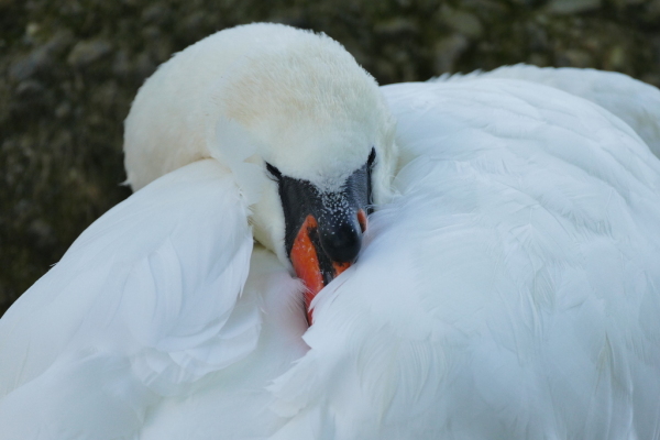Skaliertes Bild Anatidae, Cygnus olor, Hoeckerschwan_2019_08_14--12-57-01.jpg 