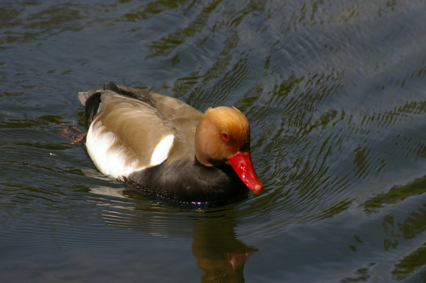 Skaliertes Bild Anatidae, Netta rufina, Kolbenente_2006_05_12--15-07-33.jpg 