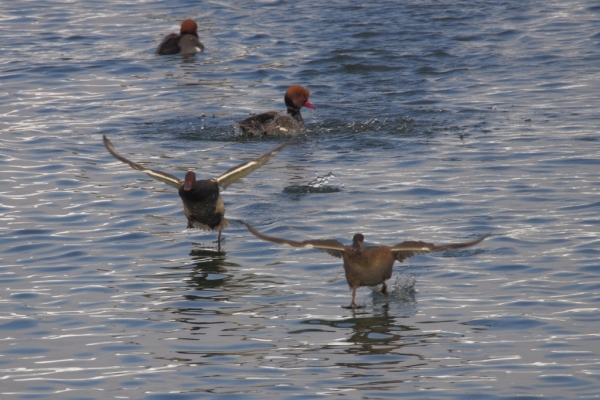 Skaliertes Bild Anatidae, Netta rufina, Kolbenenten, putzen und streiten_2014_12_31--14-23-38.jpg 