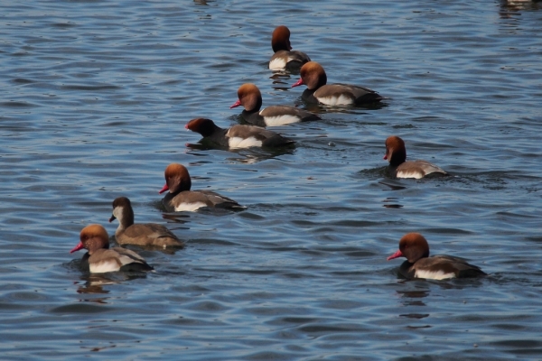Skaliertes Bild Anatidae, Netta rufina, Kolbenenten_2015_11_06--10-31-12.jpg 