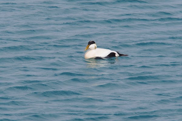 Skaliertes Bild Anatidae, Samateria molissima, Eiderente, Maennchen_2019_06_11--16-35-02.jpg 