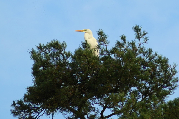 Skaliertes Bild Ardeidae, Ardea alba, Silberreiher_2020_11_12--14-57-18.jpg 