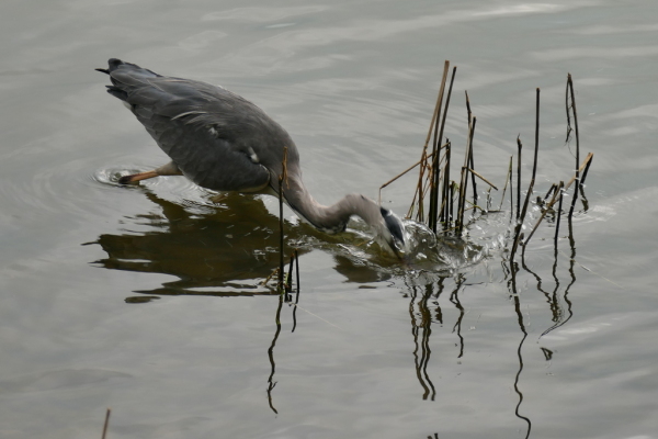 Skaliertes Bild Ardeidae, Ardea cinerea, Graureiher beim Fischen_2016_08_29--06-46-44.jpg 
