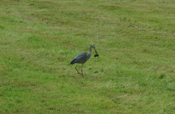 Skaliertes Bild Ardeidae, Ardea cinerea, Graureiher faengt Maus_2013_05_19--15-21-44.jpg 