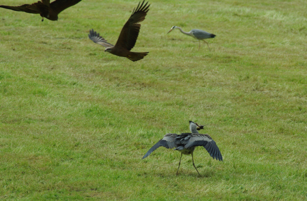 Skaliertes Bild Ardeidae, Ardea cinerea, Graureiher faengt Maus_2013_05_19--15-22-11.jpg 