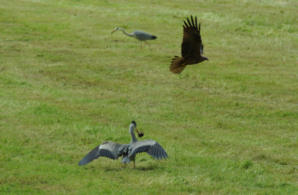 Skaliertes Bild Ardeidae, Ardea cinerea, Graureiher faengt Maus_2013_05_19--15-22-20.jpg 
