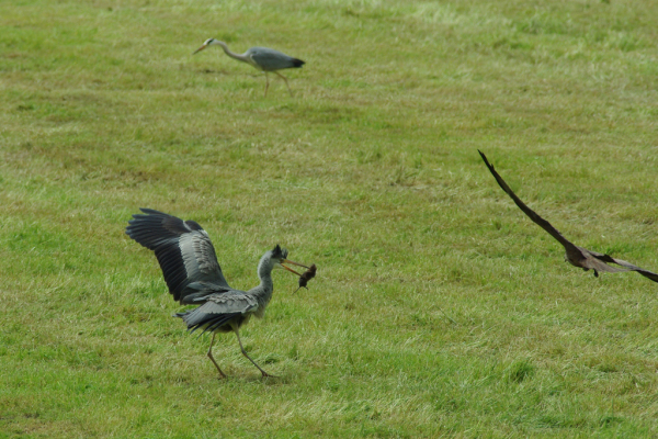 Skaliertes Bild Ardeidae, Ardea cinerea, Graureiher faengt Maus_2013_05_19--15-22-22.jpg 