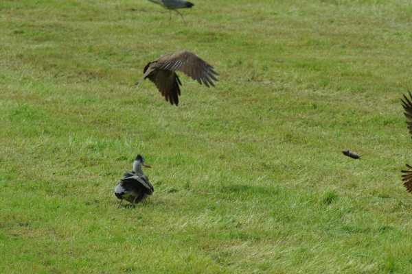 Skaliertes Bild Ardeidae, Ardea cinerea, Graureiher faengt Maus_2013_05_19--15-22-25.jpg 