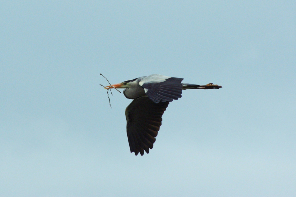 Skaliertes Bild Ardeidae, Ardea cinerea, Graureiher, Nestbau_2013_04_27--10-30-32.jpg 
