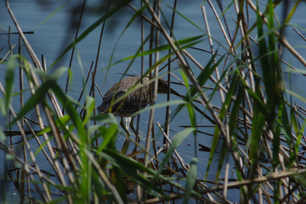 Skaliertes Bild Ardeidae, Nycticorax nycticorax, Junger Nachtreiher_2013_08_10--10-40-43.jpg 