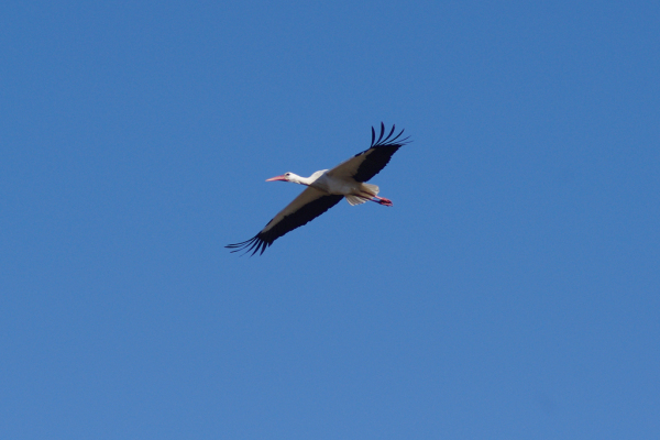 Skaliertes Bild Ciconiidae, Ciconia ciconia, Weissstorch im Flug_2014_02_28--10-35-32.jpg 