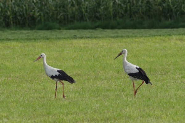 Skaliertes Bild Ciconiidae, Ciconia ciconia, Weissstorch, Paar_2014_08_25--09-54-33.jpg 