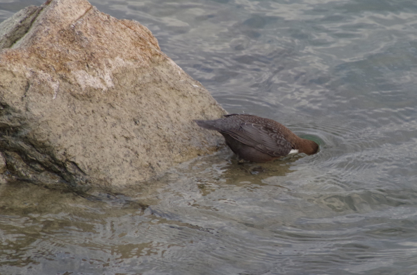 Skaliertes Bild Cinclus cinclus, Wasseramsel beim Tauchen_2012_12_26--15-22-06.jpg 