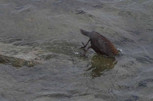 Skaliertes Bild Cinclus cinclus, Wasseramsel beim Tauchen_2012_12_26--15-22-46.jpg 