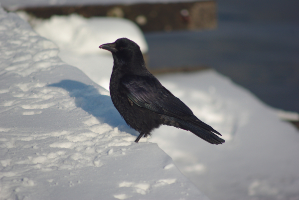 Skaliertes Bild Corvidae, Corvus coronae, Rabenkraehe_2010_12_26--13-11-25.jpg 