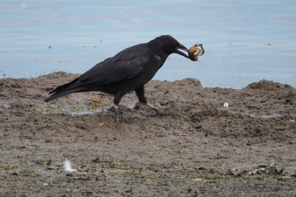 Skaliertes Bild Corvidae, Corvus corone, Rabenkraehe mit Krebs am Bodensee_2015_10_02--12-24-19.jpg 