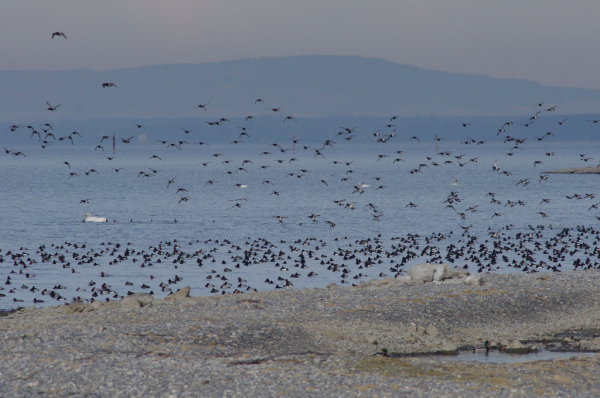 Skaliertes Bild Ein Schwarm Zugvoegel_2014_01_09--10-58-19.jpg 