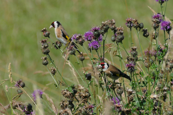 Skaliertes Bild Fringillidae, Carduelis carduelis, Stieglitze_2020_06_12--10-32-21.jpg 